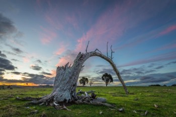  Lancefield 